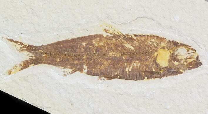 Bargain Knightia Fossil Fish - Wyoming #47883